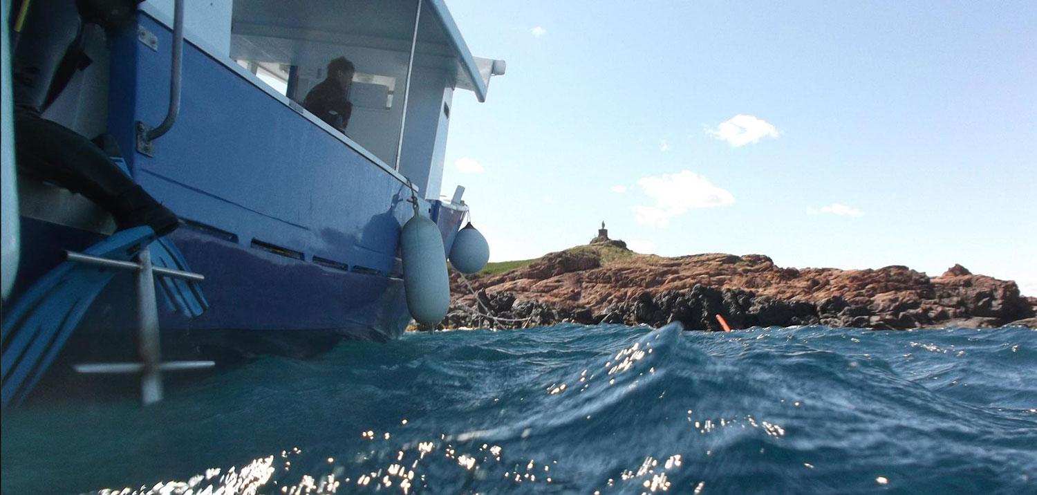 Lion de mer à Fréjus
